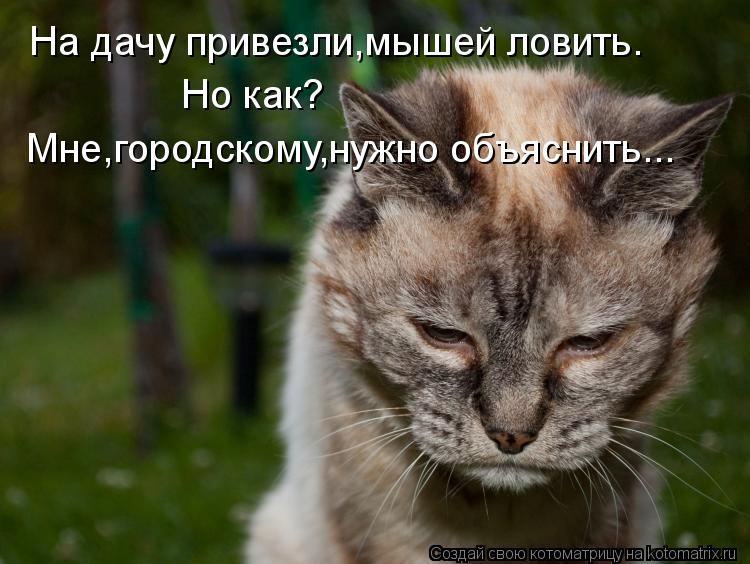 На дачу привезли,мышей ловить. Но как? Мне,городскому,нужно объяснить...... Котоматрица: На дачу привезли,мышей ловить. Но как? Мне,городскому,нужно объяснить...