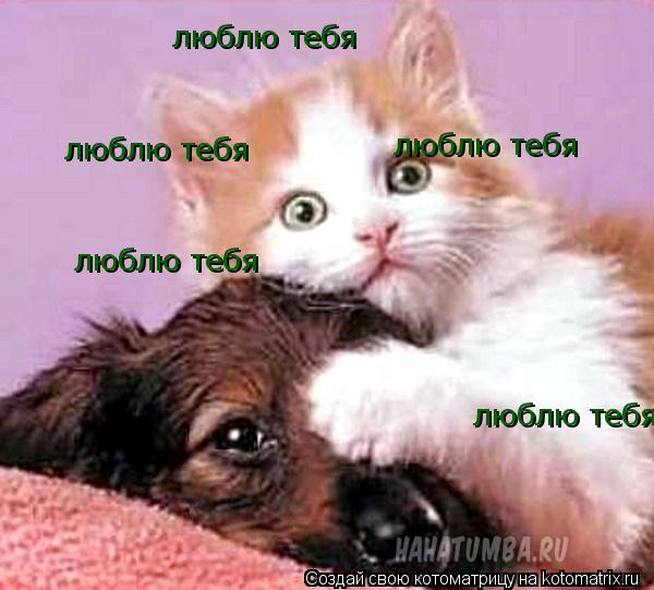 люблю тебя люблю тебя люблю тебя люблю тебя люблю тебя... Котоматрица: люблю тебя люблю тебя люблю тебя люблю тебя люблю тебя