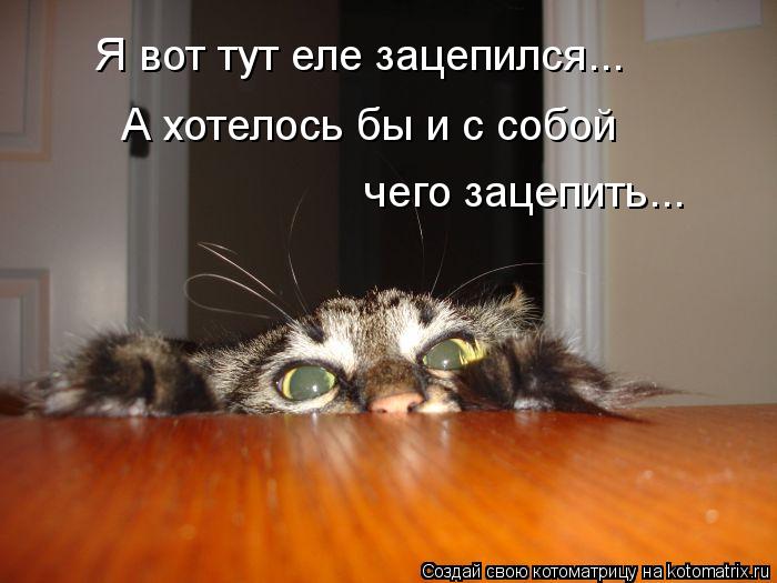 Я вот тут еле зацепился... А хотелось бы и с собой чего зацепить...... Котоматрица: Я вот тут еле зацепился... А хотелось бы и с собой чего зацепить...