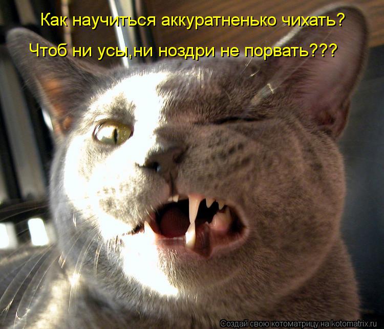 Как научиться аккуратненько чихать? Чтоб ни усы,ни ноздри не порвать???... Котоматрица: Как научиться аккуратненько чихать? Чтоб ни усы,ни ноздри не порвать???