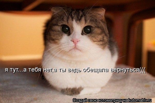 я тут...а тебя нет,а ты ведь обещала вернуться(((... Котоматрица: я тут...а тебя нет,а ты ведь обещала вернуться(((