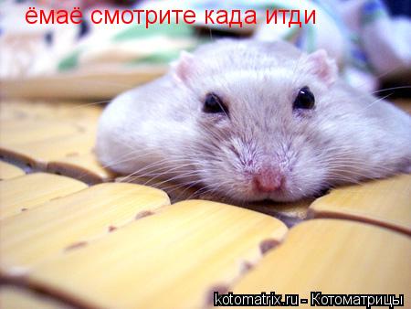 Котоматрица: ёмаё смотрите када итди