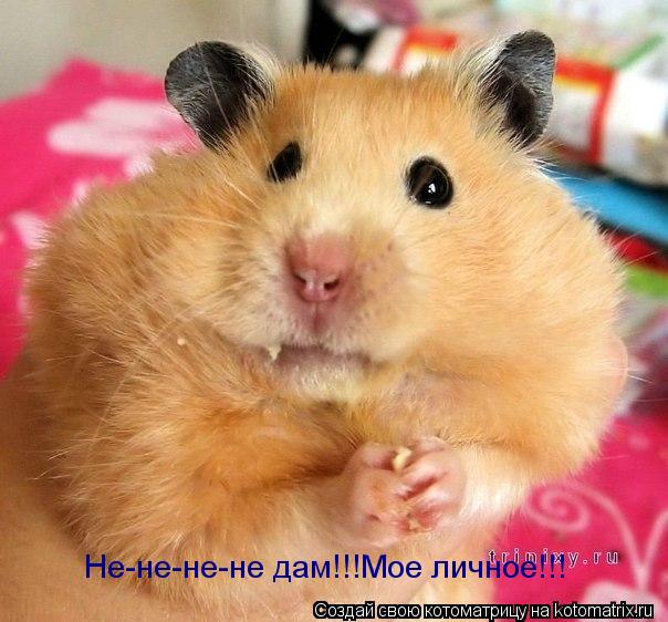 Котоматрица: Не-не-не-не дам!!!Мое личное!!!