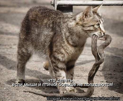 если мыши и птички больше не попадаются! что делать,... Котоматрица: если мыши и птички больше не попадаются! что делать,