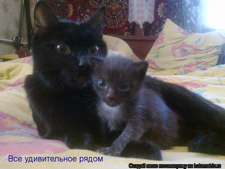 Котоматрица: Все удивительное рядом