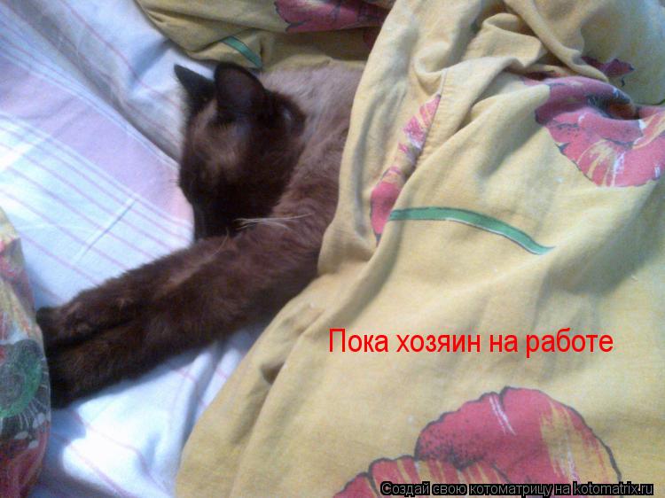 Котоматрица: Пока хозяин на работе