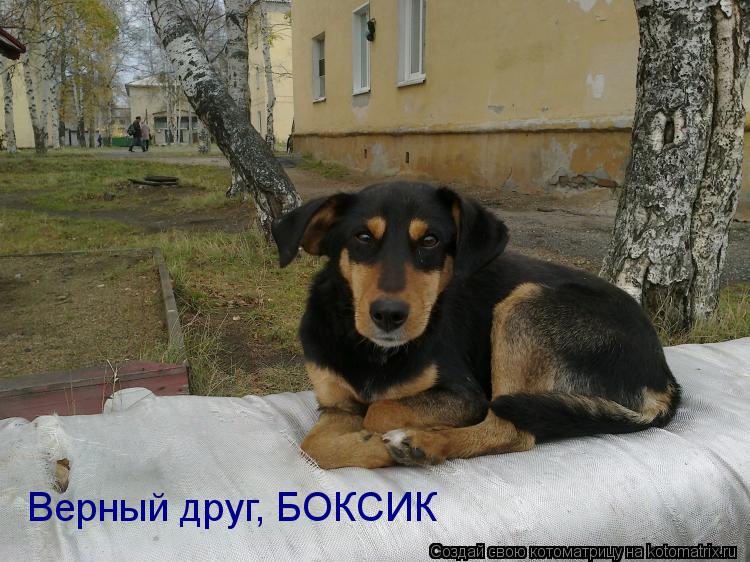 Котоматрица: Верный друг, БОКСИК