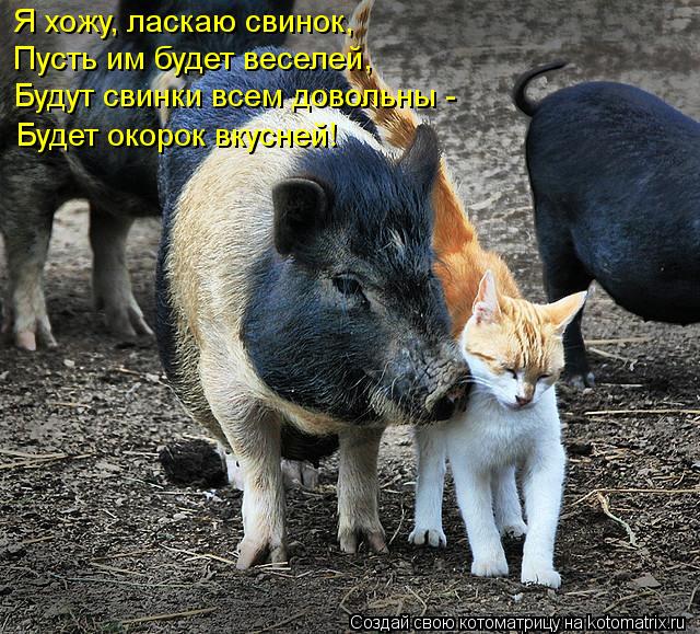 Я хожу, ласкаю свинок, Пусть им будет веселей, Будут свинки всем довольны - Будет окорок вкусней!... Котоматрица: Я хожу, ласкаю свинок, Пусть им будет веселей, Будут свинки всем довольны - Будет окорок вкусней!
