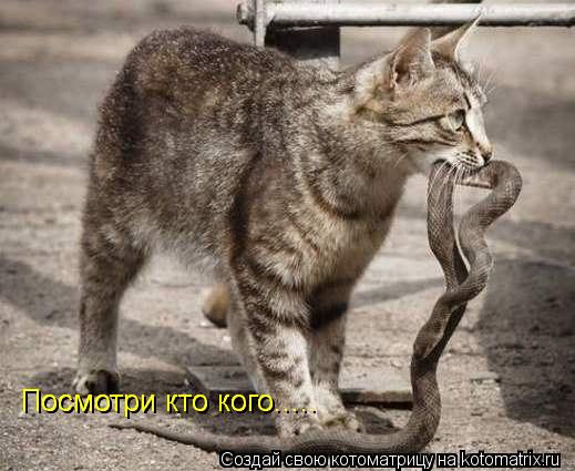 Посмотри кто кого..... Посмотри кто кого........ Котоматрица: Посмотри кто кого..... Посмотри кто кого.....