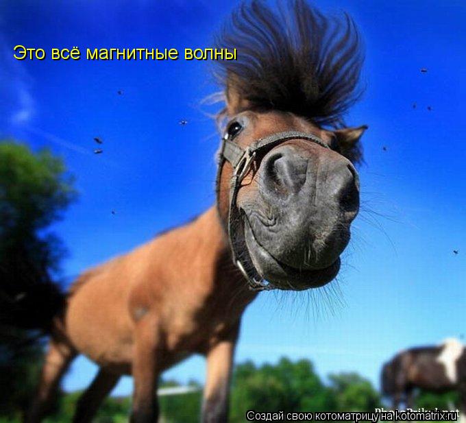 Это всё магнитные волны... Котоматрица: Это всё магнитные волны