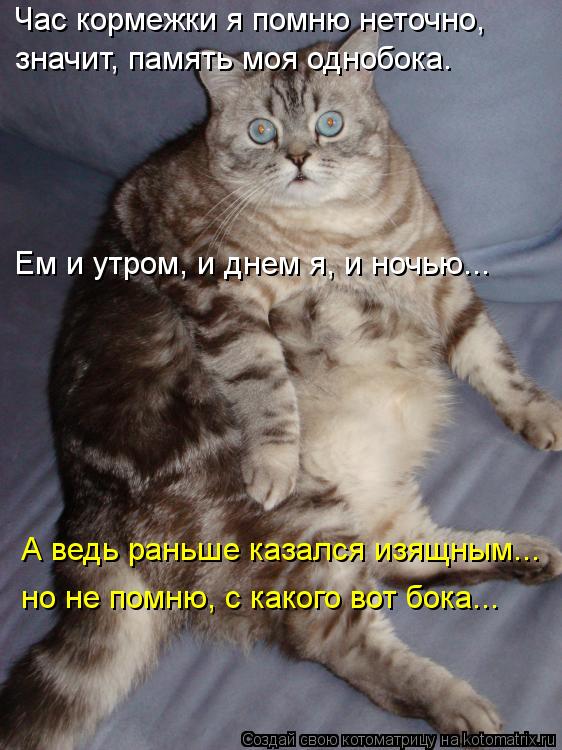 Час кормежки я помню неточно, значит, память моя однобока. Ем и утром, и днем я, и ночью... А ведь р... Котоматрица: Час кормежки я помню неточно, значит, память моя однобока. Ем и утром, и днем я, и ночью... А ведь раньше казался изящным... но не помню, с какого