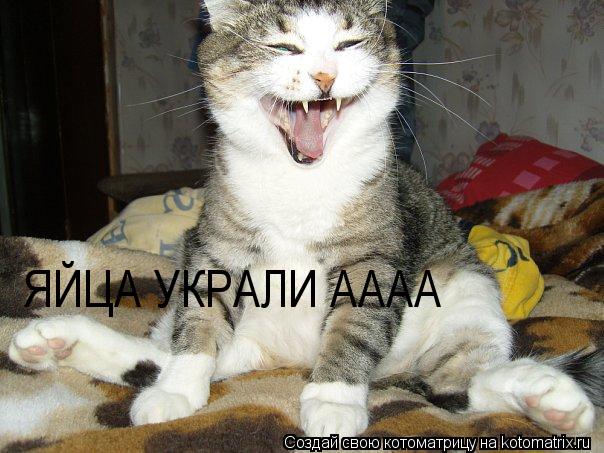 ЯЙЦА УКРАЛИ АААА... Котоматрица: ЯЙЦА УКРАЛИ АААА
