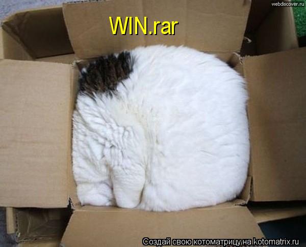 WIN.rar... Котоматрица: WIN.rar