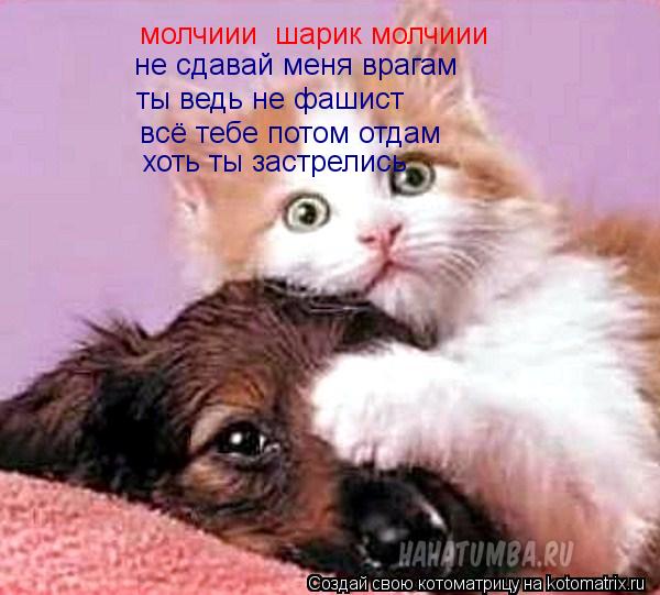 молчиии шарик молчиии не сдавай меня врагам ты ведь не фашист всё тебе потом отдам хоть ты застр... Котоматрица: молчиии шарик молчиии не сдавай меня врагам ты ведь не фашист всё тебе потом отдам хоть ты застрелись