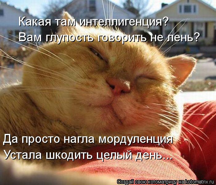 Котоматрица: Какая там интеллигенция?  Вам глупость говорить не лень? Да просто нагла мордуленция Устала шкодить целый день...