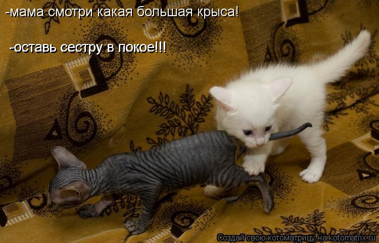 -мама смотри какая большая крыса! -оставь сестру в покое!!! -оставь сестру в покое!!!... Котоматрица: -мама смотри какая большая крыса! -оставь сестру в покое!!! -оставь сестру в покое!!!