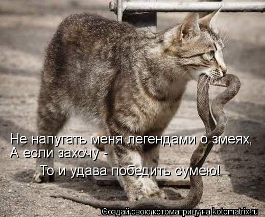 Не напугать меня легендами о змеях, То и удава победить сумею! А если захочу -... Котоматрица: Не напугать меня легендами о змеях, То и удава победить сумею! А если захочу -