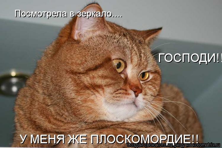 Котоматрица: Посмотрела в зеркало.... У МЕНЯ ЖЕ ПЛОСКОМОРДИЕ!! ГОСПОДИ!!