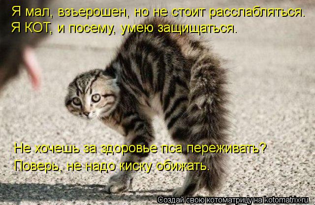 Котоматрица: Я мал, взъерошен, но не стоит расслабляться. Я КОТ, и посему, умею защищаться. Не хочешь за здоровье пса переживать? Поверь, не надо киску обиж
