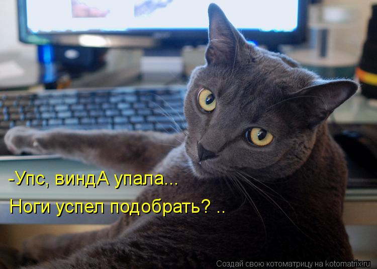 Котоматрица: -Упс, виндА упала... Ноги успел подобрать? ..