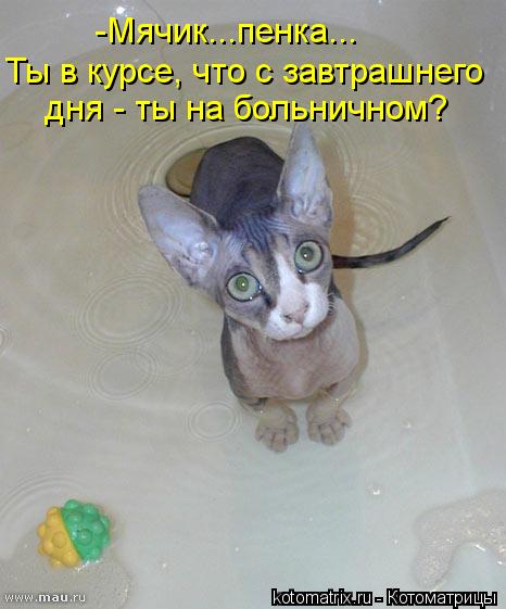 Котоматрица: -Мячик...пенка... Ты в курсе, что с завтрашнего дня - ты на больничном?