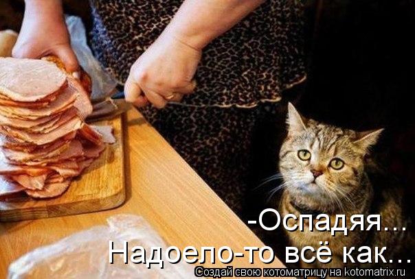 Котоматрица: -Оспадяя... Надоело-то всё как...
