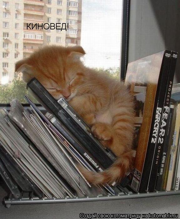 Котоматрица: КИНОВЕД!