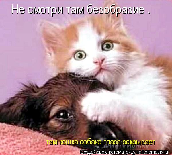 Котоматрица: Не смотри там безобразие . там кошка собаке глаза закрывает
