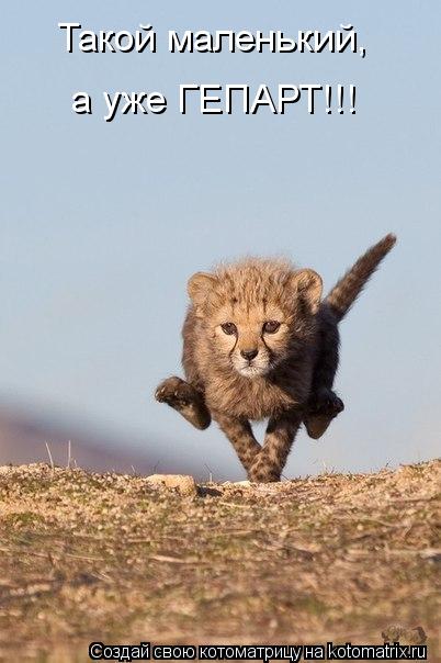 Котоматрица: Такой маленький, а уже ГЕПАРТ!!!