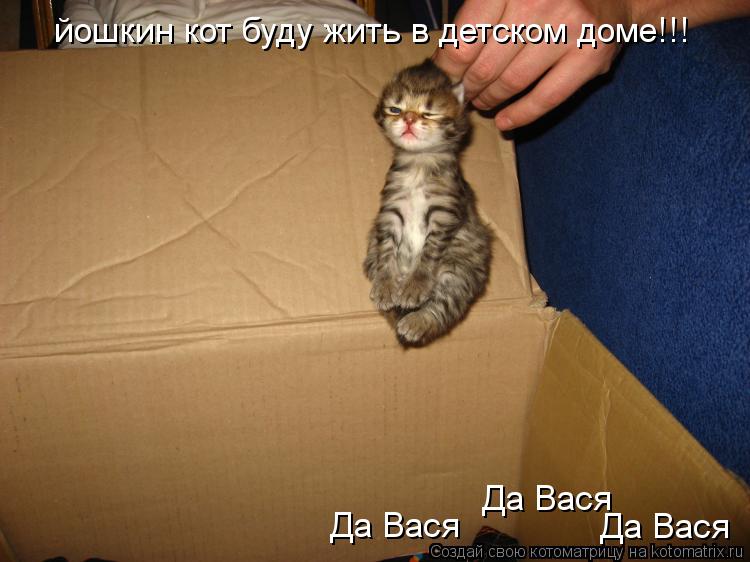 Котоматрица: йошкин кот буду жить в детском доме!!! Да Вася Да Вася Да Вася