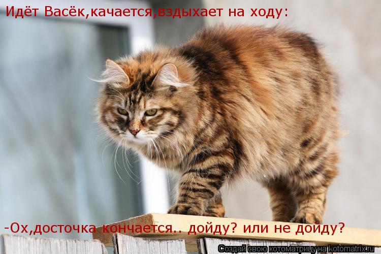 Идёт Васёк,качается,вздыхает на ходу: -Ох,досточка кончается.. дойду? или не дойду?... Котоматрица: Идёт Васёк,качается,вздыхает на ходу: -Ох,досточка кончается.. дойду? или не дойду?