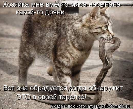 Хозяйка мне вместо мяса насыпала какой-то дряни... Вот она обрадуется,когда обнаружит ЭТО в своей та... Котоматрица: Хозяйка мне вместо мяса насыпала какой-то дряни... Вот она обрадуется,когда обнаружит ЭТО в своей тарелке!