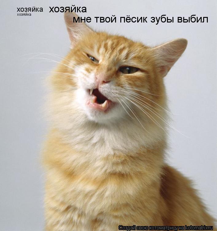 хозяйка хозяйка хозяйка мне твой пёсик зубы выбил... Котоматрица: хозяйка хозяйка хозяйка мне твой пёсик зубы выбил