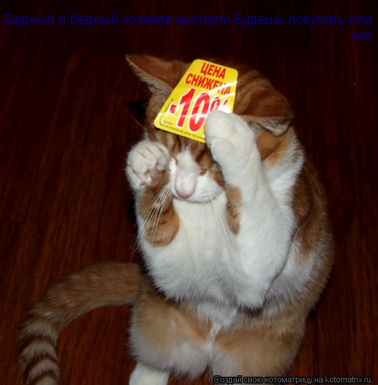 Бедный я бедный хозяева выгнали.Будешь покупать или нет. нет.... Котоматрица: Бедный я бедный хозяева выгнали.Будешь покупать или нет. нет.
