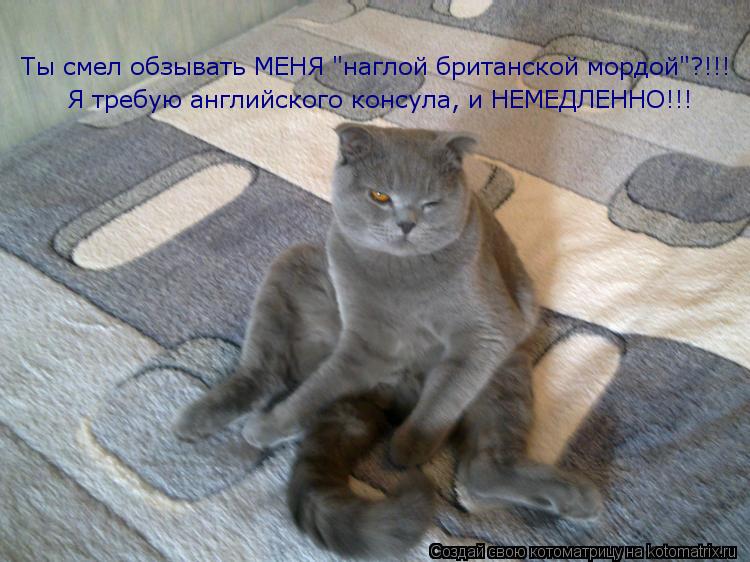 Ты смел обзывать МЕНЯ "наглой британской мордой"?!!! Я требую английского консула, и НЕМЕДЛЕННО!!!... Котоматрица: Ты смел обзывать МЕНЯ "наглой британской мордой"?!!! Я требую английского консула, и НЕМЕДЛЕННО!!!