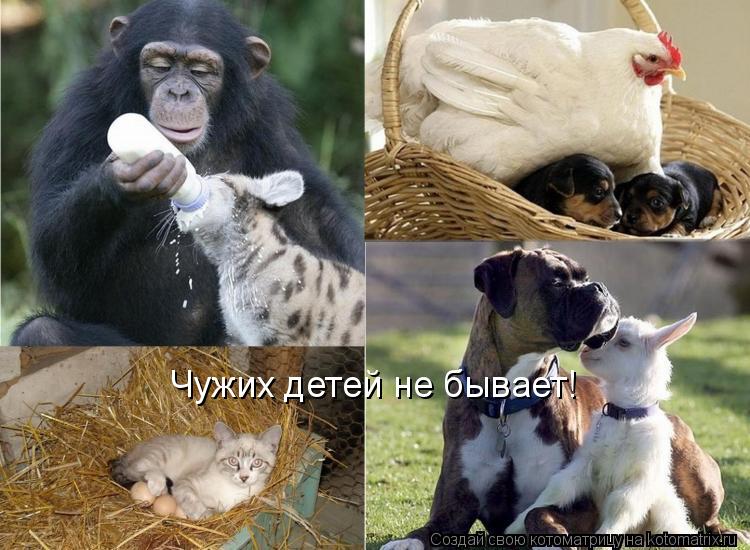 Котоматрица: Чужих детей не бывает!