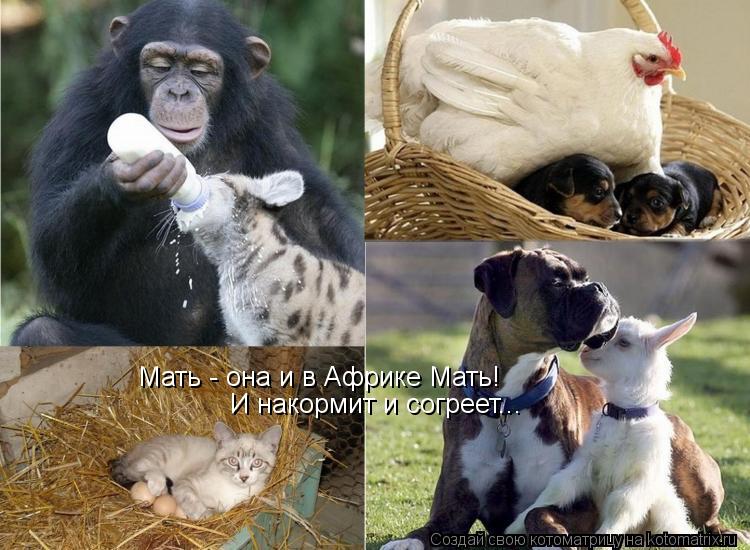 Котоматрица: Мать - она и в Африке Мать! И накормит и согреет...
