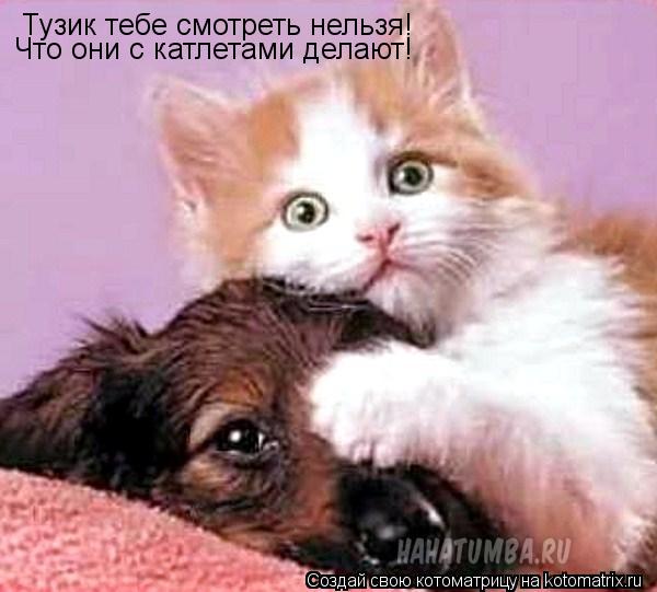Котоматрица: Тузик тебе смотреть нельзя! Что они с катлетами делают!