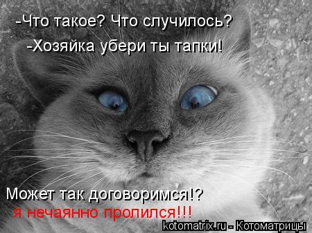 Котоматрица: -Что такое? Что случилось?  -Хозяйка убери ты тапки!  Может так договоримся!?  я нечаянно пролился!!!