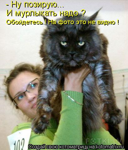 Котоматрица: - Ну позирую...  И мурлыкать надо ? Обойдетесь ! На фото это не видно !