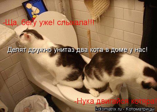 Котоматрица: -Нука двигайся котяра! -Ща, бегу уже! слыхала!!! Делят дружно унитаз два кота в доме у нас!