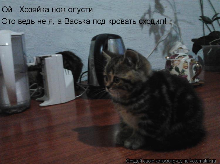 Котоматрица: Ой...Хозяйка нож опусти,  Это ведь не я, а Васька под кровать сходил!