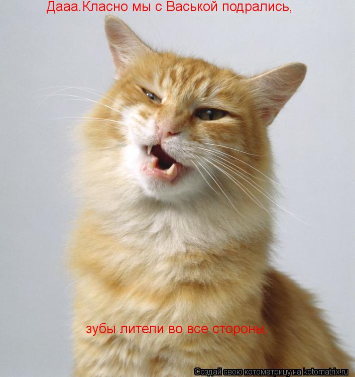 Котоматрица: Дааа.Класно мы с Васькой подрались, зубы лители во все стороны.