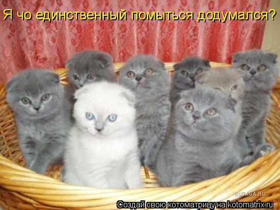 Котоматрица: Я чо единственный помыться додумался?