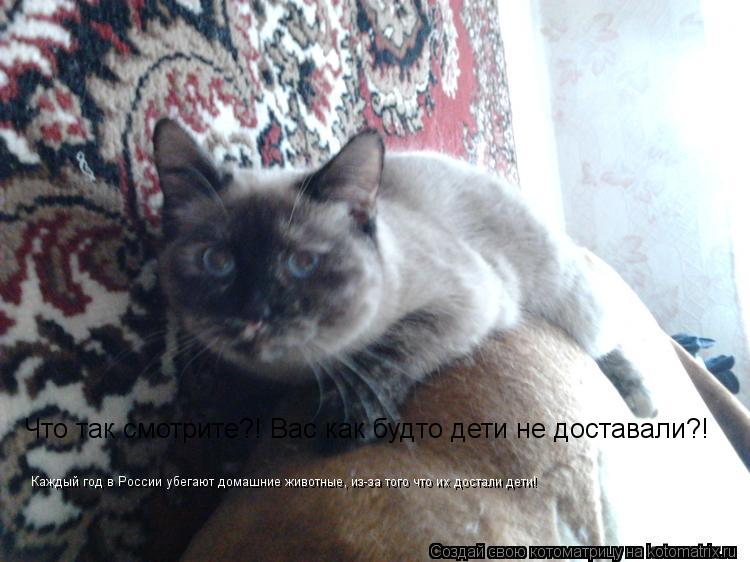 Котоматрица: Что так смотрите?! Вас как будто дети не доставали?! Каждый год в России убегают домашние животные, из-за того что их достали дети!