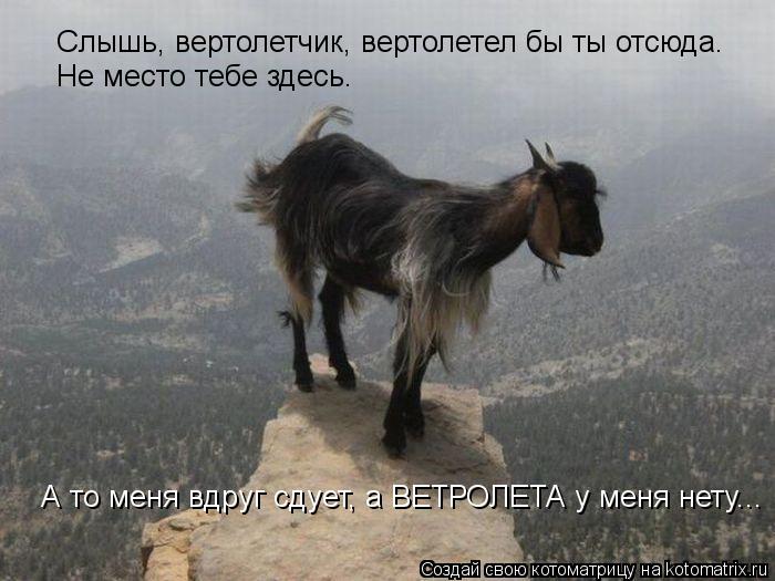 Котоматрица: Слышь, вертолетчик, вертолетел бы ты отсюда. Не место тебе здесь. А то меня вдруг сдует, а ВЕТРОЛЕТА у меня нету...