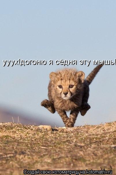 Котоматрица: ууух!догоню я сёдня эту мышь!!!!!!! ууух!догоню я сёдня эту мышь!!!!!!!
