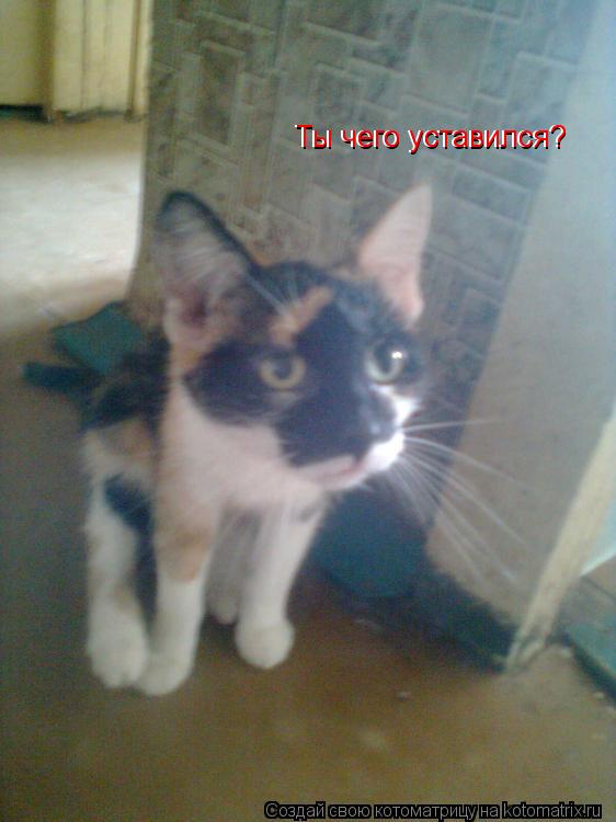 Котоматрица: Ты чего уставился? Ты чего уставился?