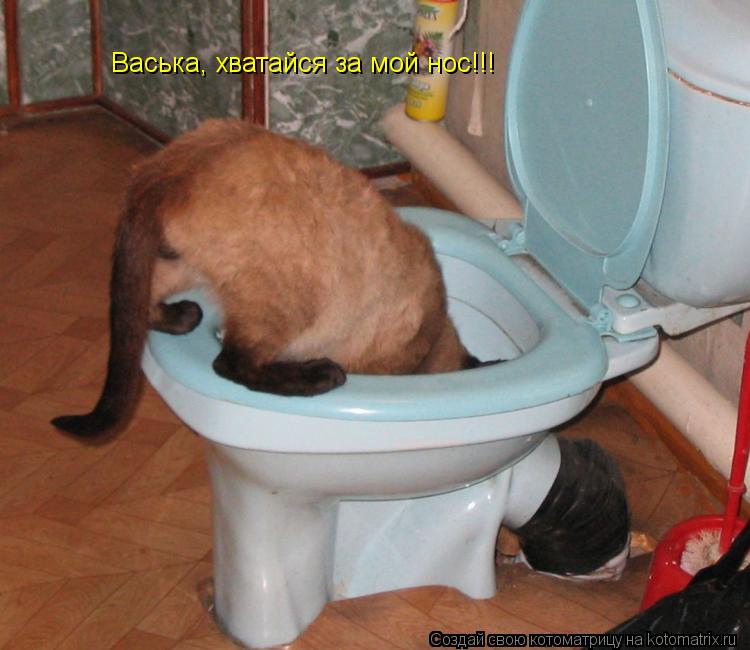 Котоматрица: Васька, хватайся за мой нос!!!