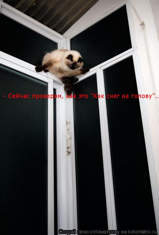 Котоматрица: - Сейчас проверим, как это "Как снег на голову"...